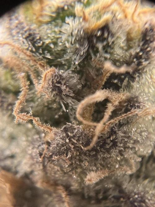 Blueberry Zkunk - Grounded Genetics. Week 13 - 26.02. F56