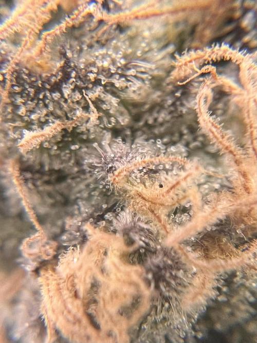 Blueberry Zkunk - Grounded Genetics. Week 13 - 26.02. F56