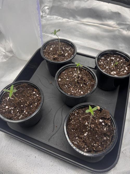Glowstarz - Paradise Seeds. Week 0 - 27.02.