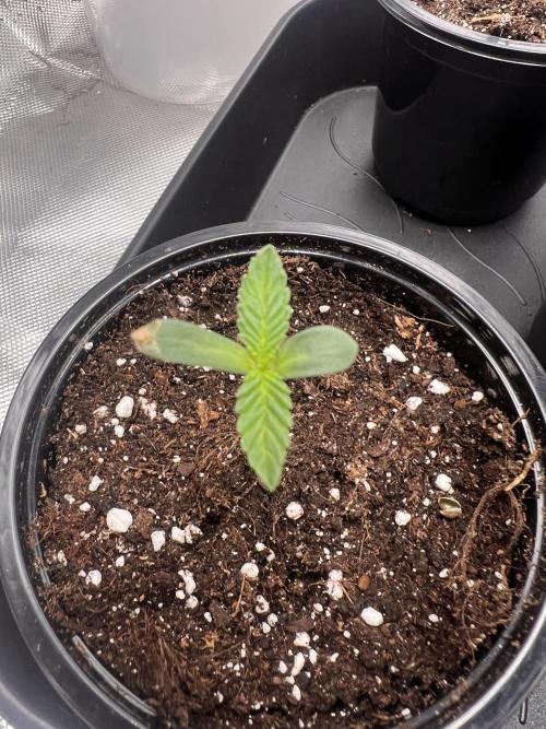 Glowstarz - Paradise Seeds. Week 0 - 27.02.