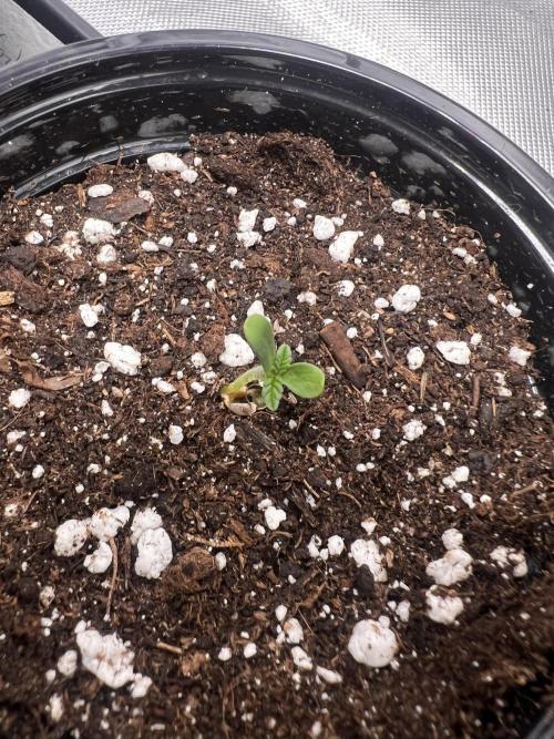 Glowstarz - Paradise Seeds. Week 0 - 27.02.
