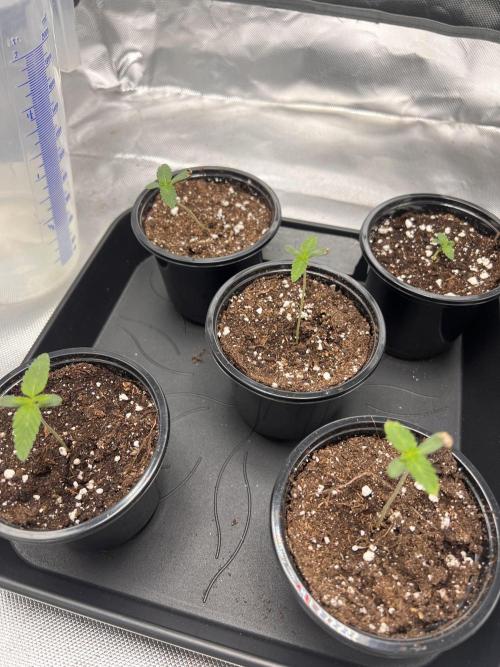 Glowstarz - Paradise Seeds. Week 1 - 02.03. D2