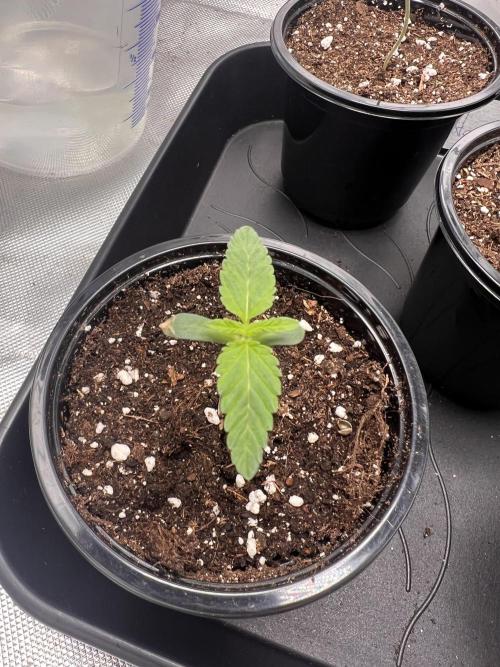 Glowstarz - Paradise Seeds. Week 1 - 02.03. D2