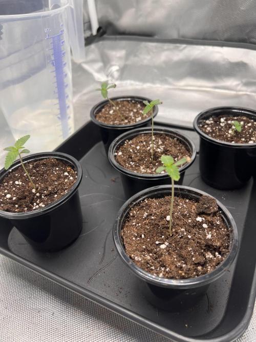 Glowstarz - Paradise Seeds. Week 1 - 02.03. D2