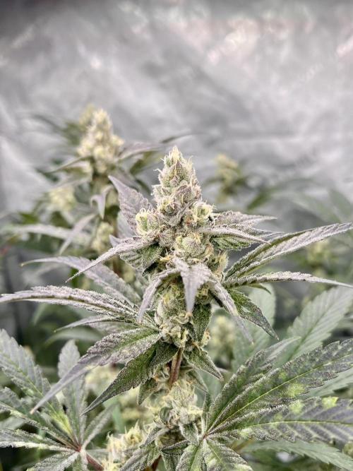 Chocolate Waffelz - Paradise Seeds. Week 6 - 02.03. F 42