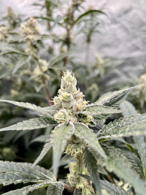 Chocolate Waffelz - Paradise Seeds. Week 6 - 02.03. F 42