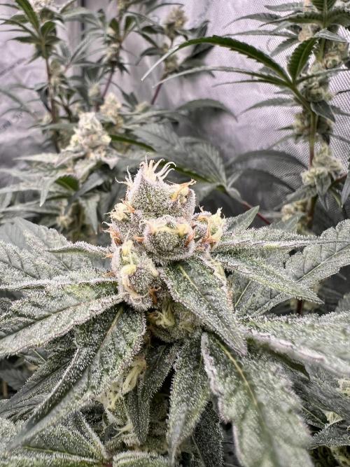 Chocolate Waffelz - Paradise Seeds. Week 6 - 02.03. F 42