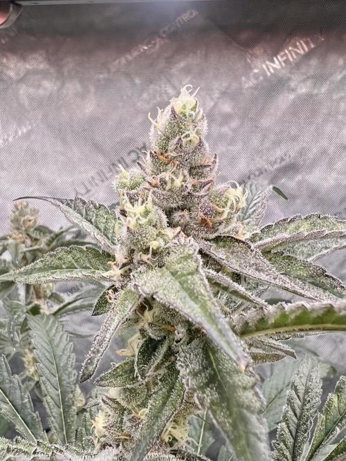 Chocolate Waffelz - Paradise Seeds. Week 6 - 02.03. F 42