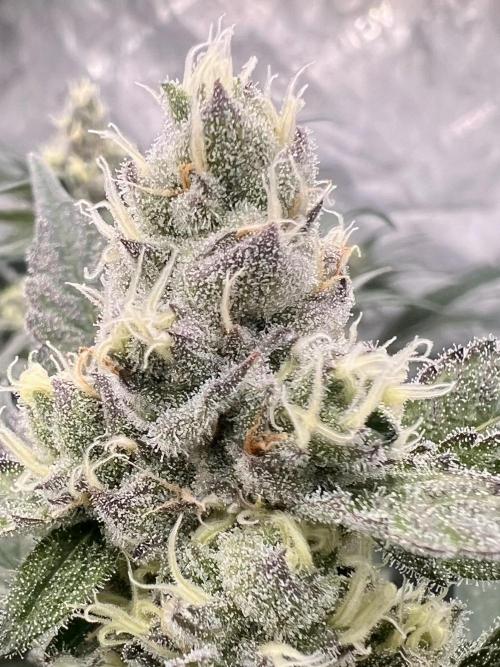 Chocolate Waffelz - Paradise Seeds. Week 6 - 26.02. F 38