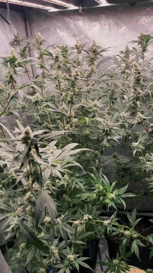 Chocolate Waffelz - Paradise Seeds