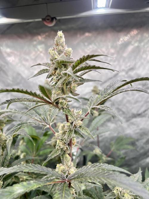 Chocolate Waffelz - Paradise Seeds. Week 7 - 05.03. F45