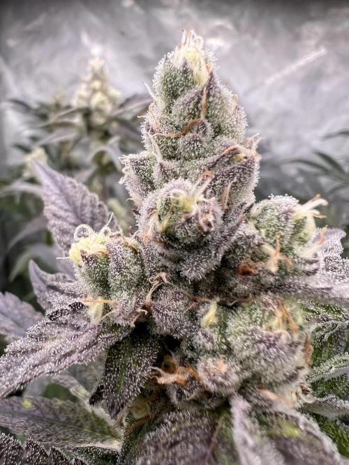 Chocolate Waffelz - Paradise Seeds. Week 7 - 05.03. F45