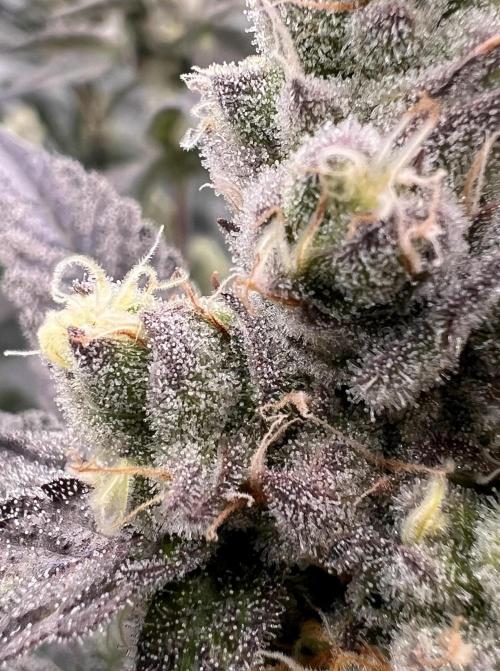Chocolate Waffelz - Paradise Seeds. Week 7 - 05.03. F45