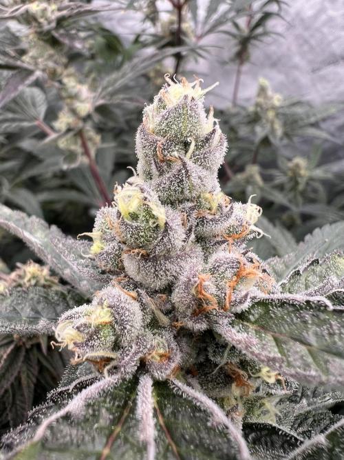 Chocolate Waffelz - Paradise Seeds. Week 7 - 06.03. F46