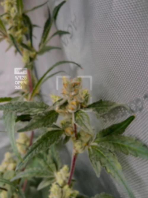 Chocolate Waffelz - Paradise Seeds
