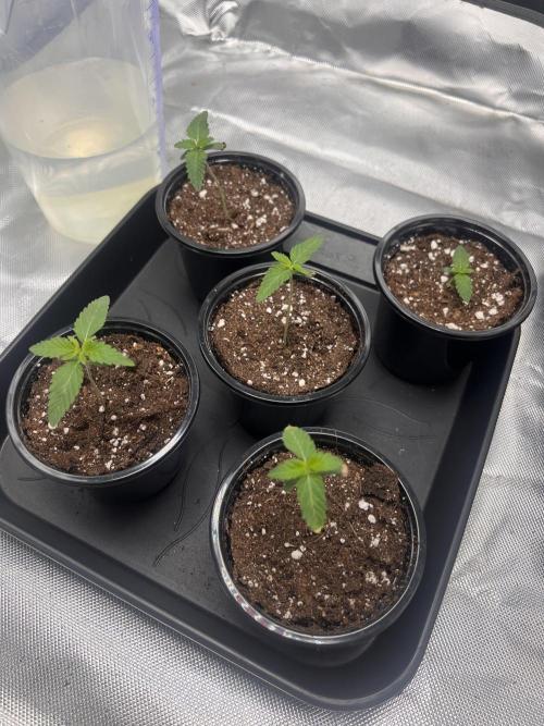 Glowstarz - Paradise Seeds. Week 1 - 05.03. D5