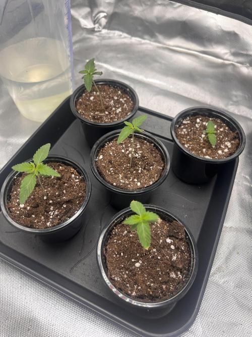 Glowstarz - Paradise Seeds. Week 1 - 05.03. D5
