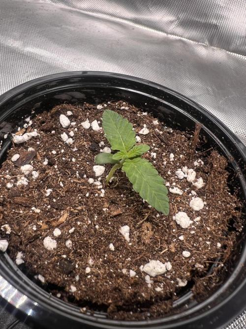 Glowstarz - Paradise Seeds. Week 1 - 05.03. D5