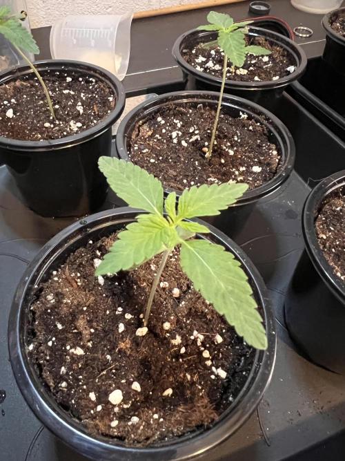 Glowstarz - Paradise Seeds. Week 1 - 05.03. D5
