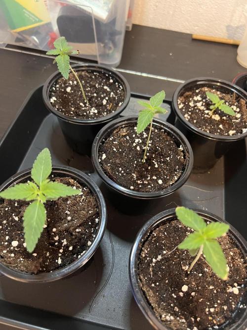 Glowstarz - Paradise Seeds. Week 1 - 05.03. D5