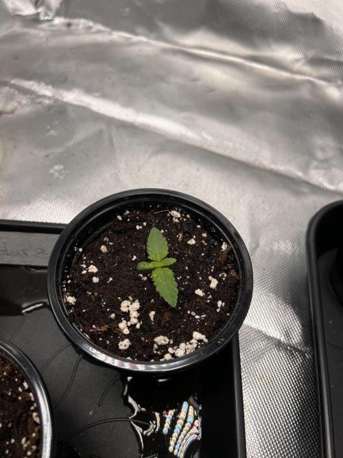Glowstarz - Paradise Seeds. Week 1 - 05.03. D5