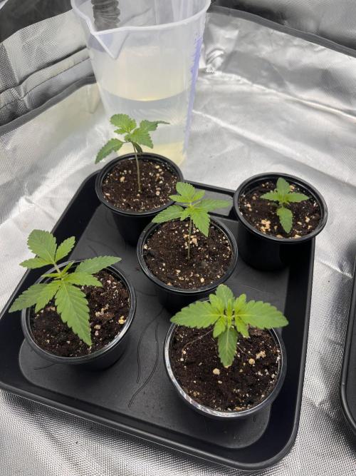 Glowstarz - Paradise Seeds. Week 2 - 08.03. D8
