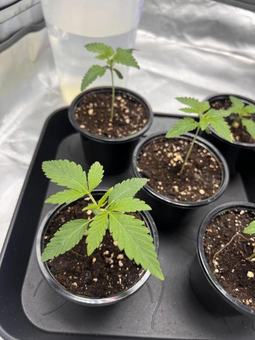 Glowstarz - Paradise Seeds. Week 2 - 08.03. D8