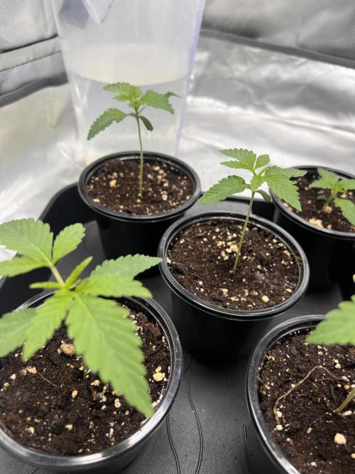Glowstarz - Paradise Seeds. Week 2 - 08.03. D8