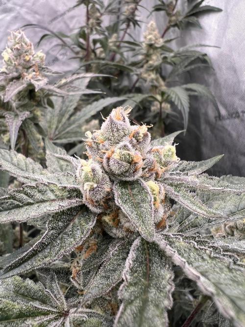 Chocolate Waffelz - Paradise Seeds. Week 8 - 10.03. F50