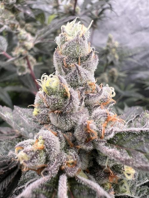 Chocolate Waffelz - Paradise Seeds. Week 8 - 10.03. F50