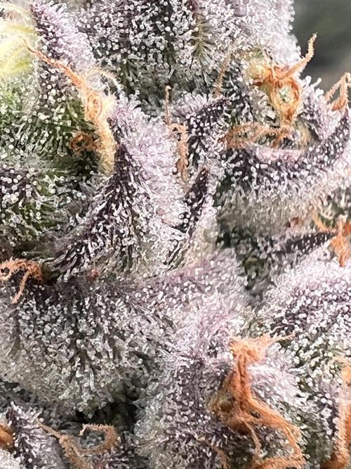 Chocolate Waffelz - Paradise Seeds. Week 8 - 10.03. F50