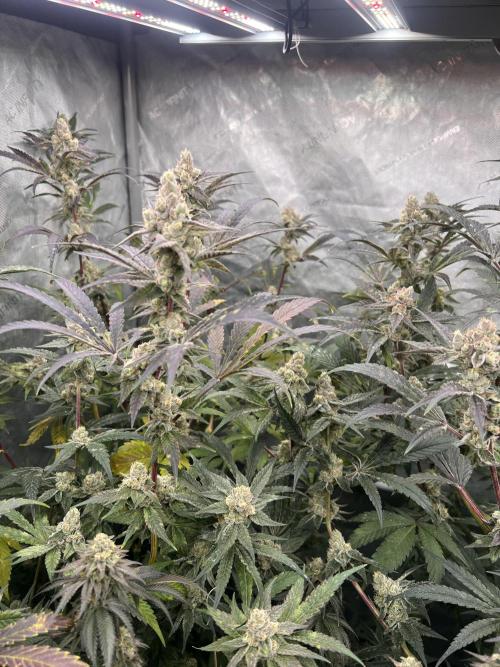 Chocolate Waffelz - Paradise Seeds. Week 8 - 10.03. F50