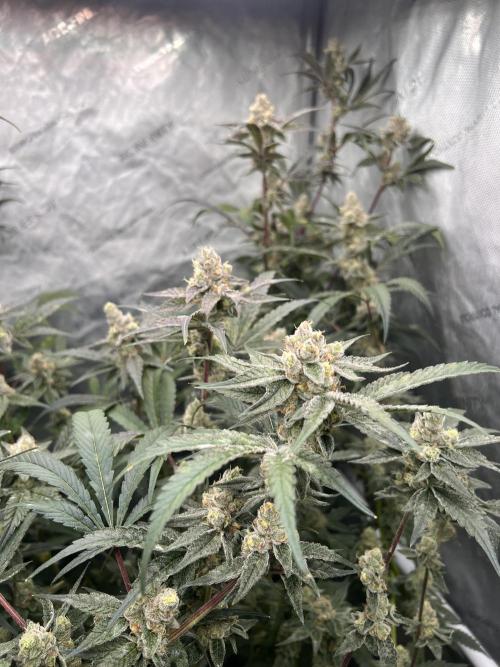 Chocolate Waffelz - Paradise Seeds. Week 8 - 10.03. F50
