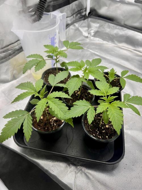 Glowstarz - Paradise Seeds. Week 2 - 13.03. D13