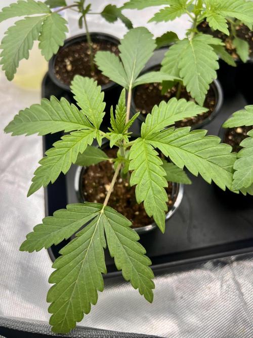 Glowstarz - Paradise Seeds. Week 2 - 13.03. D13