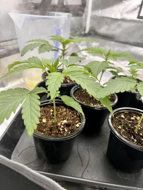 Glowstarz - Paradise Seeds. Week 2 - 13.03. D13