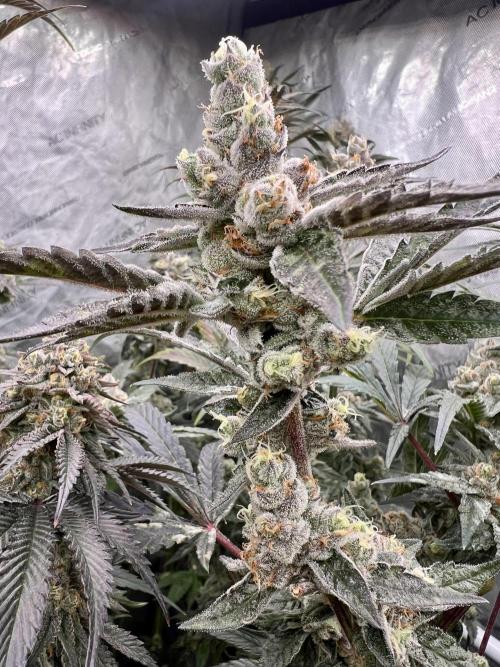 Chocolate Waffelz - Paradise Seeds. Week 8 - 14.03. F54