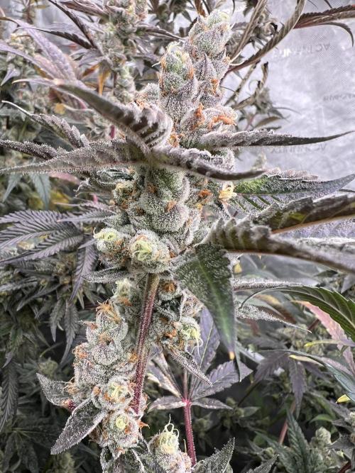 Chocolate Waffelz - Paradise Seeds. Week 9 - 17.03. F57