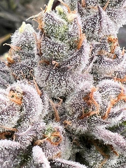 Chocolate Waffelz - Paradise Seeds. Week 9 - 17.03. F57