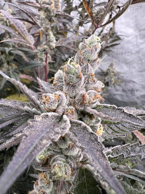 Chocolate Waffelz - Paradise Seeds. Week 9 - 17.03. F57