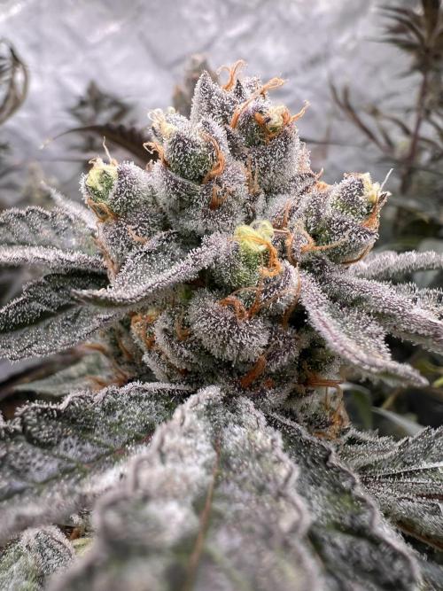 Chocolate Waffelz - Paradise Seeds. Week 9 - 17.03. F57