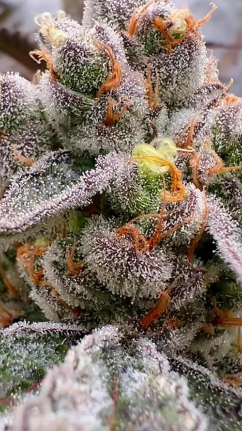 Chocolate Waffelz - Paradise Seeds