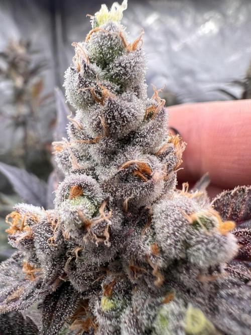 Chocolate Waffelz - Paradise Seeds. Week 9 - 20.03. F60