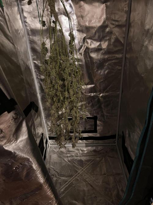 Chocolate Waffelz - Paradise Seeds. Week 10