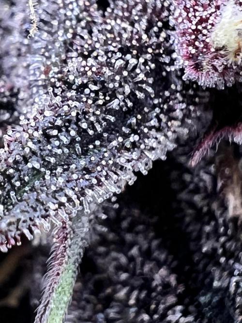Interview - Biotabs Grower Community. Week 1