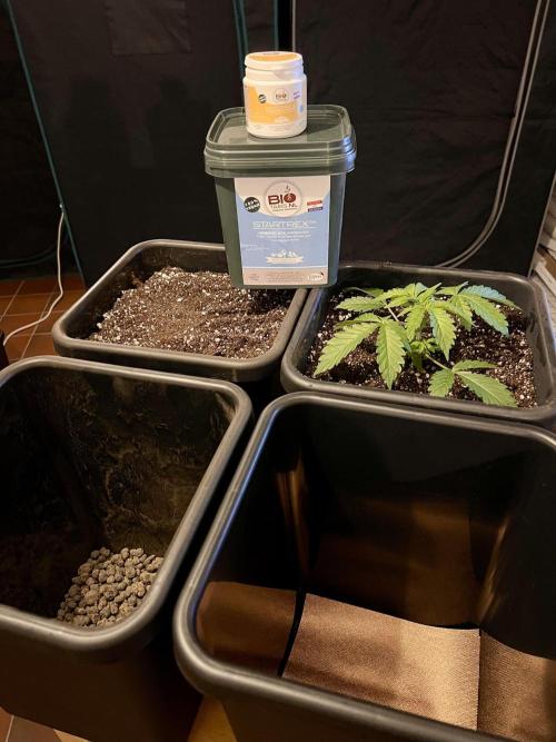 Glowstarz - Paradise Seeds. Week 3 - 19.03. D19