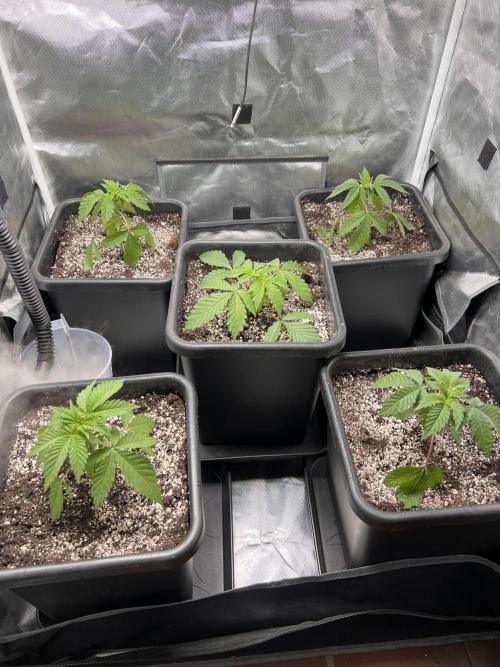 Glowstarz - Paradise Seeds. Week 3 - 19.03. D19