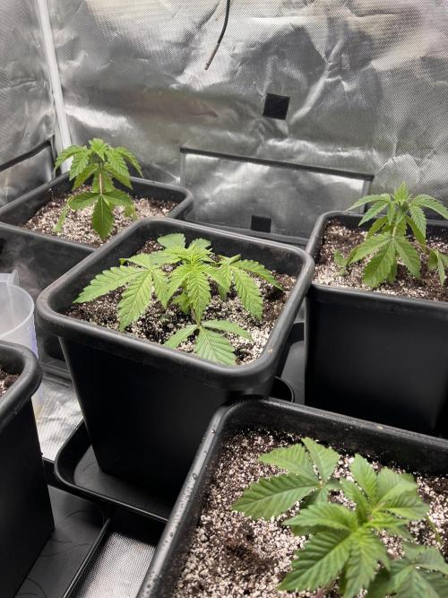 Glowstarz - Paradise Seeds. Week 3 - 19.03. D19