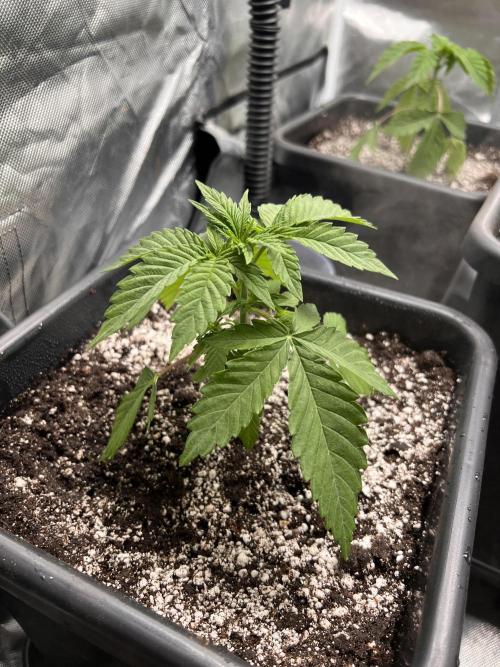 Glowstarz - Paradise Seeds. Week 3 - 19.03. D19