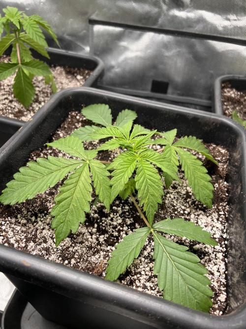 Glowstarz - Paradise Seeds. Week 3 - 19.03. D19